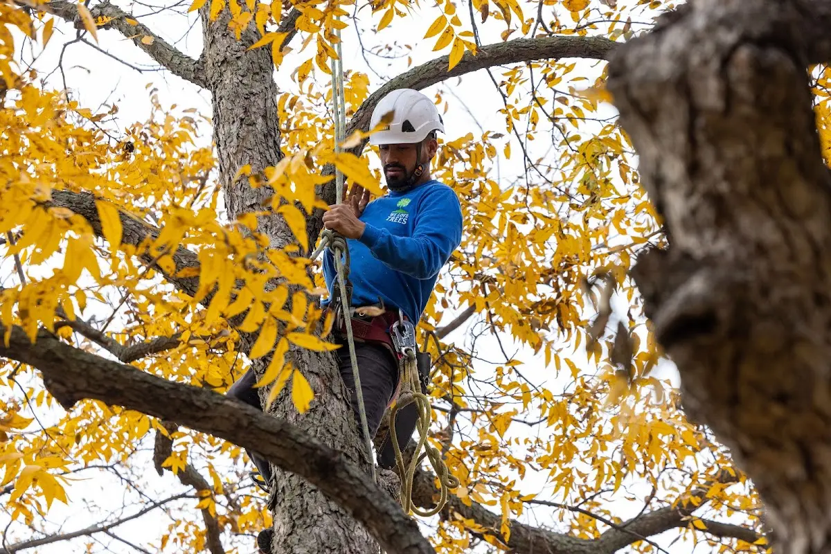 Skilled Tree Pruning crew working in Louisville